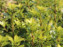 Stechpalme 'Heckenpracht' (S) -Deutschland Garten Funk Verkaufs-Shop stechpalme heckenpracht s m006390 w 1