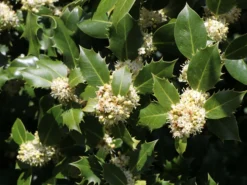 Stechpalme 'Heckenpracht' (S) -Deutschland Garten Funk Verkaufs-Shop stechpalme heckenpracht s m006390 w 2