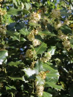 Stechpalme 'Heckenpracht' (S) -Deutschland Garten Funk Verkaufs-Shop stechpalme heckenpracht s m006390 w 3