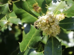 Stechpalme 'Heckenpracht' (S) -Deutschland Garten Funk Verkaufs-Shop stechpalme heckenpracht s m006390 w 4