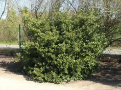 Deutschland Garten Funk Verkaufs-Shop -Deutschland Garten Funk Verkaufs-Shop stechpalme heckenpracht s m006390 w 8