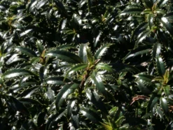 Stechpalme 'Heckenzwerg' ® -Deutschland Garten Funk Verkaufs-Shop stechpalme heckenzwerg m052654 w 1