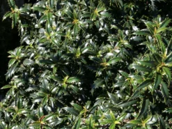 Stechpalme 'Heckenzwerg' ® -Deutschland Garten Funk Verkaufs-Shop stechpalme heckenzwerg m052654 w 3