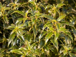 Stechpalme 'Heckenzwerg' ® -Deutschland Garten Funk Verkaufs-Shop stechpalme heckenzwerg m052654 w 4