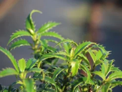 Stechpalme 'Heckenzwerg' ® -Deutschland Garten Funk Verkaufs-Shop stechpalme heckenzwerg m052654 w 5