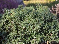 Stechpalme 'Heckenzwerg' ® -Deutschland Garten Funk Verkaufs-Shop stechpalme heckenzwerg m052654 w 6