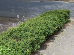 Stechpalme 'Heckenzwerg' ® -Deutschland Garten Funk Verkaufs-Shop stechpalme heckenzwerg m052654 w 7