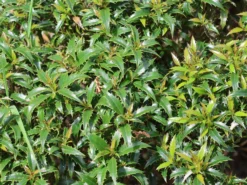 Stechpalme 'Heckenzwerg' ® -Deutschland Garten Funk Verkaufs-Shop stechpalme heckenzwerg m052654 w 8