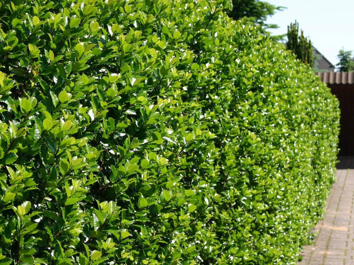 Stechpalme 'Blue Prince' ® 1 Stechpalme 'Blue Prince' ®