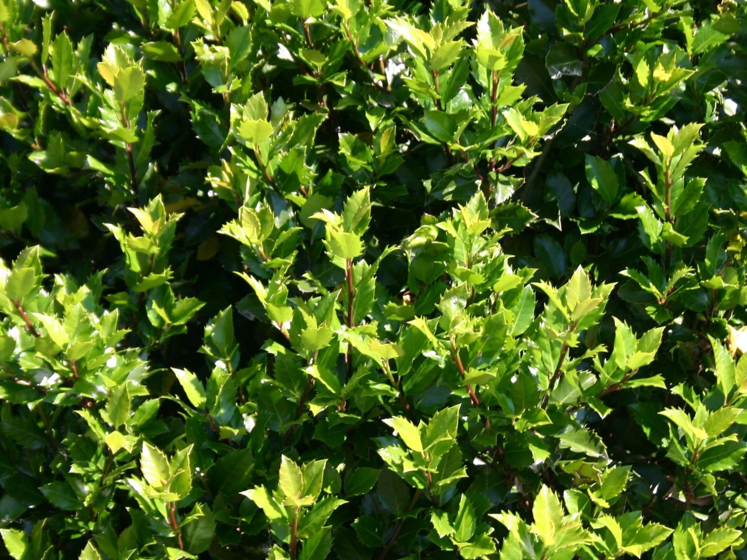 Stechpalme 'Blue Prince' ® 8 Stechpalme 'Blue Prince' ® – Bild 8