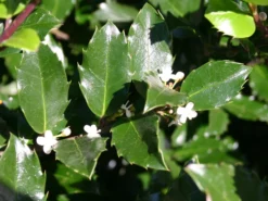 Stechpalme 'Blue Prince' ® 20 Stechpalme 'Blue Prince' ® -Deutschland Garten Funk Verkaufs-Shop stechpalme maennlich blue prince m002456 w 3