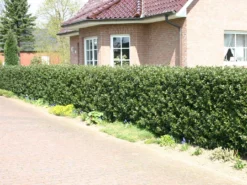 Stechpalme 'Blue Prince' ® 21 Stechpalme 'Blue Prince' ® -Deutschland Garten Funk Verkaufs-Shop stechpalme maennlich blue prince m002456 w 7