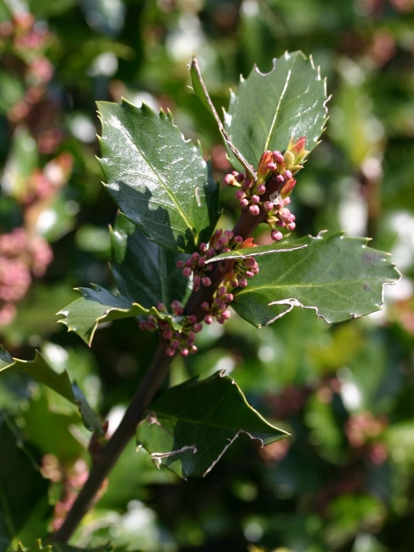 Stechpalme 'Blue Prince' ® 11 Stechpalme 'Blue Prince' ® – Bild 11