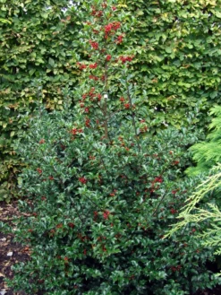 Stechpalme Weiblich 'Blue Princess' ® -Deutschland Garten Funk Verkaufs-Shop stechpalme weiblich blue princess m053065 w 1