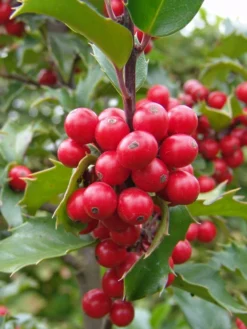 Stechpalme Weiblich 'Blue Princess' ® -Deutschland Garten Funk Verkaufs-Shop stechpalme weiblich blue princess m053065 w 2