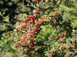 Strauchmispel / Graue Strauchmispel -Deutschland Garten Funk Verkaufs-Shop strauchmispel graue strauchmispel m001984 w 1