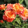 Strauchrose 'Alfred Sisley' ®
