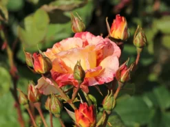 Strauchrose 'Alfred Sisley' ® -Deutschland Garten Funk Verkaufs-Shop strauchrose alfred sisley m122037 w 0