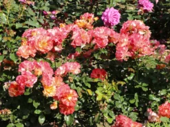 Strauchrose 'Alfred Sisley' ® -Deutschland Garten Funk Verkaufs-Shop strauchrose alfred sisley m122037 w 10