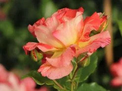 Strauchrose 'Alfred Sisley' ® -Deutschland Garten Funk Verkaufs-Shop strauchrose alfred sisley m122037 w 3