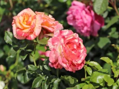 Strauchrose 'Alfred Sisley' ® -Deutschland Garten Funk Verkaufs-Shop strauchrose alfred sisley m122037 w 4