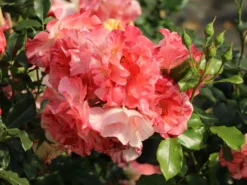 Strauchrose 'Alfred Sisley' ® -Deutschland Garten Funk Verkaufs-Shop strauchrose alfred sisley m122037 w 5