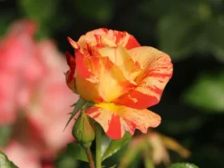 Strauchrose 'Alfred Sisley' ® -Deutschland Garten Funk Verkaufs-Shop strauchrose alfred sisley m122037 w 6