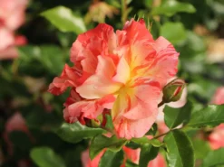 Strauchrose 'Alfred Sisley' ® -Deutschland Garten Funk Verkaufs-Shop strauchrose alfred sisley m122037 w 7