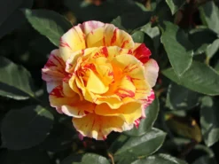 Strauchrose 'Alfred Sisley' ® -Deutschland Garten Funk Verkaufs-Shop strauchrose alfred sisley m122037 w 8