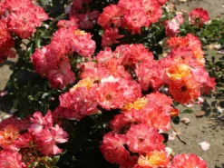 Strauchrose 'Alfred Sisley' ® -Deutschland Garten Funk Verkaufs-Shop strauchrose alfred sisley m122037 w 9