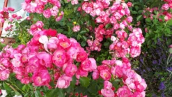 Strauchrose 'Angela' ® -Deutschland Garten Funk Verkaufs-Shop strauchrose angela m005484 1020412 0