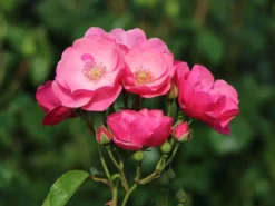 Strauchrose 'Angela' ® -Deutschland Garten Funk Verkaufs-Shop strauchrose angela m005484 w 0