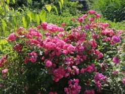 Strauchrose 'Angela' ® -Deutschland Garten Funk Verkaufs-Shop strauchrose angela m005484 w 1