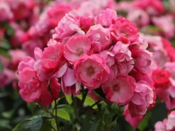 Strauchrose 'Angela' ® -Deutschland Garten Funk Verkaufs-Shop strauchrose angela m005484 w 10