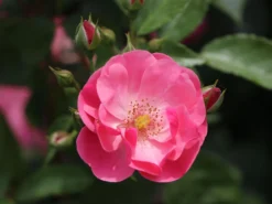Strauchrose 'Angela' ® -Deutschland Garten Funk Verkaufs-Shop strauchrose angela m005484 w 11