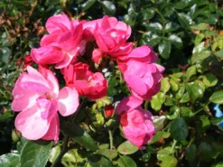 Strauchrose 'Angela' ® -Deutschland Garten Funk Verkaufs-Shop strauchrose angela m005484 w 2