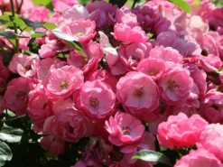 Strauchrose 'Angela' ® -Deutschland Garten Funk Verkaufs-Shop strauchrose angela m005484 w 4