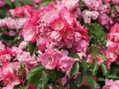 Strauchrose 'Angela' ® -Deutschland Garten Funk Verkaufs-Shop strauchrose angela m005484 w 6
