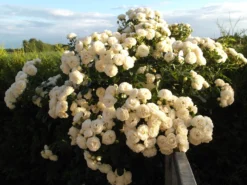 Nostalgie®-Strauchrose 'Artemis' ® 35 Nostalgie®-Strauchrose 'Artemis' ® -Deutschland Garten Funk Verkaufs-Shop strauchrose artemis m054913 93311 0