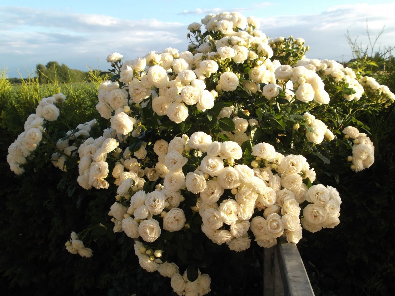 Nostalgie®-Strauchrose 'Artemis' ® 18 Nostalgie®-Strauchrose 'Artemis' ® – Bild 18