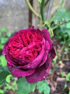 Strauchrose 'Astrid Gräfin Von Hardenberg' ® -Deutschland Garten Funk Verkaufs-Shop strauchrose astrid graefin von hardenberg m005506 1338879 0
