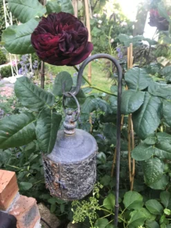 Strauchrose 'Astrid Gräfin Von Hardenberg' ® -Deutschland Garten Funk Verkaufs-Shop strauchrose astrid graefin von hardenberg m005506 193676 0