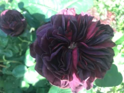 Strauchrose 'Astrid Gräfin Von Hardenberg' ® -Deutschland Garten Funk Verkaufs-Shop strauchrose astrid graefin von hardenberg m005506 739633 1