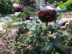 Strauchrose 'Astrid Gräfin Von Hardenberg' ® -Deutschland Garten Funk Verkaufs-Shop strauchrose astrid graefin von hardenberg m005506 739633 2