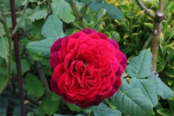 Strauchrose 'Astrid Gräfin Von Hardenberg' ® -Deutschland Garten Funk Verkaufs-Shop strauchrose astrid graefin von hardenberg m005506 772888 0