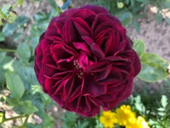 Strauchrose 'Astrid Gräfin Von Hardenberg' ® -Deutschland Garten Funk Verkaufs-Shop strauchrose astrid graefin von hardenberg m005506 900805 0