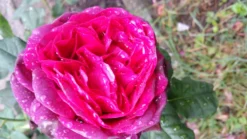 Strauchrose 'Astrid Gräfin Von Hardenberg' ® -Deutschland Garten Funk Verkaufs-Shop strauchrose astrid graefin von hardenberg m005506 963112 0