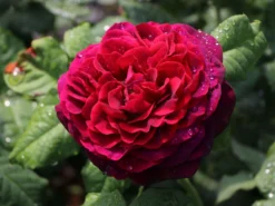 Strauchrose 'Astrid Gräfin Von Hardenberg' ® -Deutschland Garten Funk Verkaufs-Shop strauchrose astrid graefin von hardenberg m005506 w 0