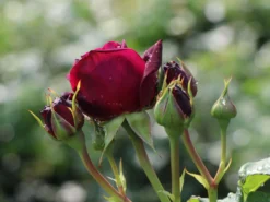 Strauchrose 'Astrid Gräfin Von Hardenberg' ® -Deutschland Garten Funk Verkaufs-Shop strauchrose astrid graefin von hardenberg m005506 w 2