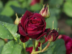Strauchrose 'Astrid Gräfin Von Hardenberg' ® -Deutschland Garten Funk Verkaufs-Shop strauchrose astrid graefin von hardenberg m005506 w 3